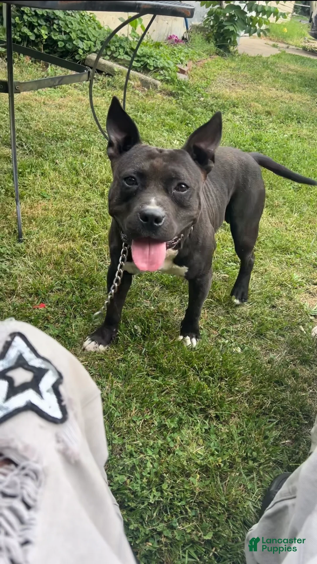 American Bully dogs for stud: Bruno - Ad 2