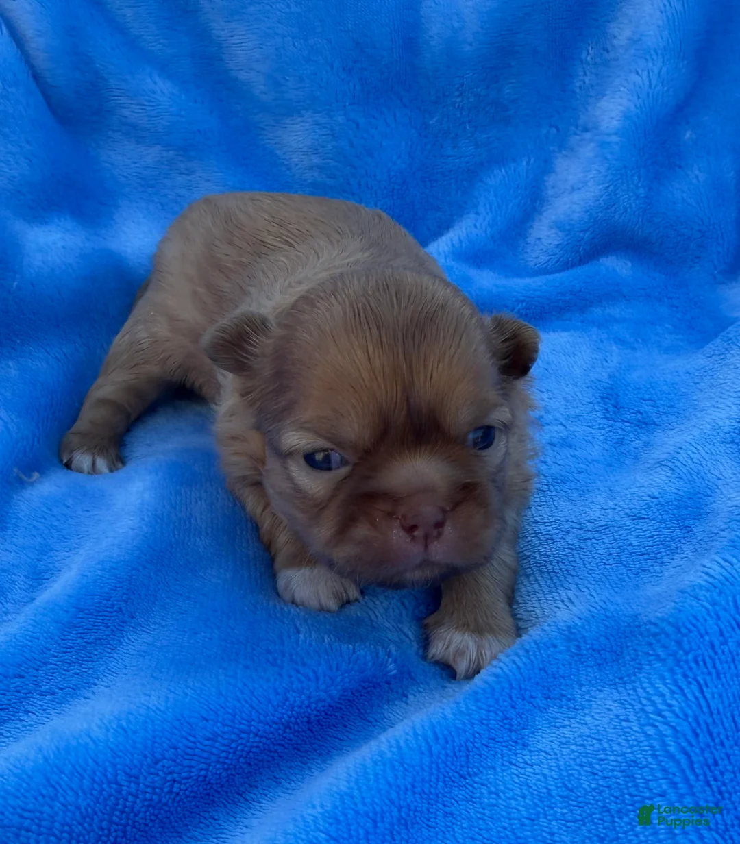 Mixed Breed dogs for sale: Mixed Breed Puppy 2 - Ad 1