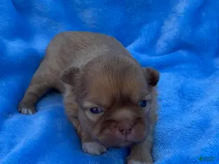 Mixed Breed dogs Mixed Breed Puppy 2 - Ad 17