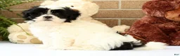 Shih Tzu dogs for sale: Willow - Ad 7