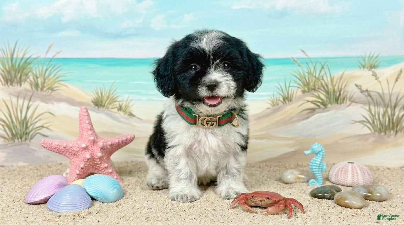 Maltipoo dogs PANDA - Ad 17