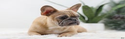 French Bulldog dogs for sale: Harper - Ad 9