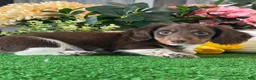 Dachshund dogs for sale: Dexter - Ad 2