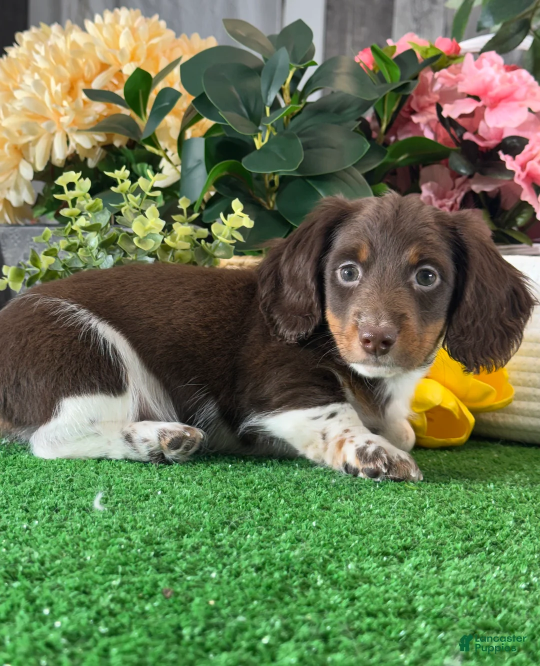 Dachshund dogs for sale: Dexter - Ad 2