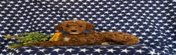 Cavapoo dogs for sale: Frazier Hypoallergenic - Ad 4
