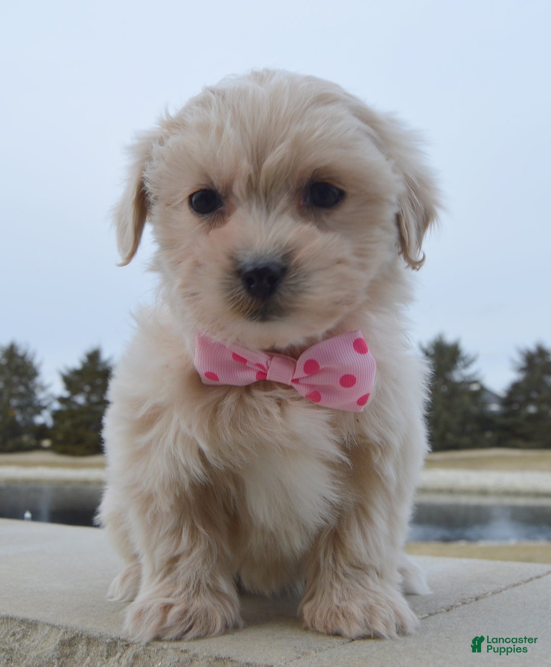 Maltipoo dogs for sale: Marley - Ad 6