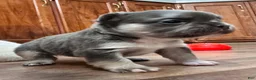 French Bulldog dogs for sale: Skye - Ad 12