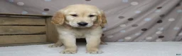 Golden Retriever dogs for sale: Pumpernickel  - Ad 2