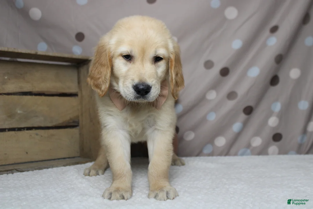 Golden Retriever dogs for sale: Pumpernickel  - Ad 2