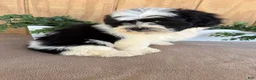 Teddy Bear dogs for sale: Lucas - Ad 12