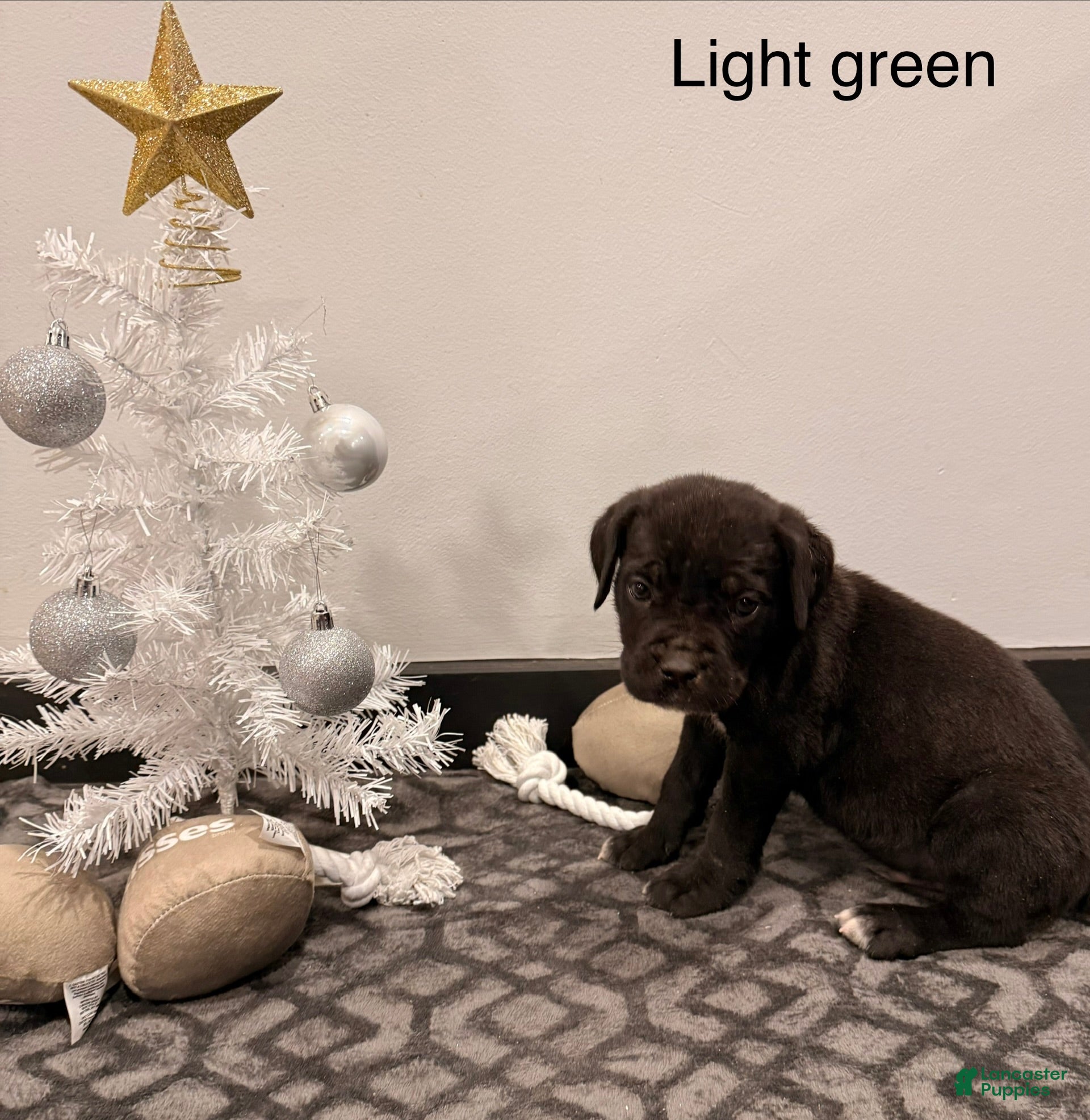 Cane Corso dogs Hulk (light green) - Ad 37