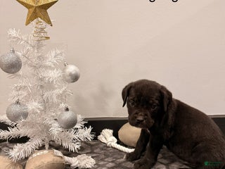 Cane Corso dogs Hulk (light green) - Ad 4