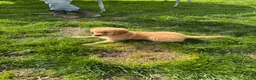 Golden Retriever dogs for sale: Lola  - Ad 2