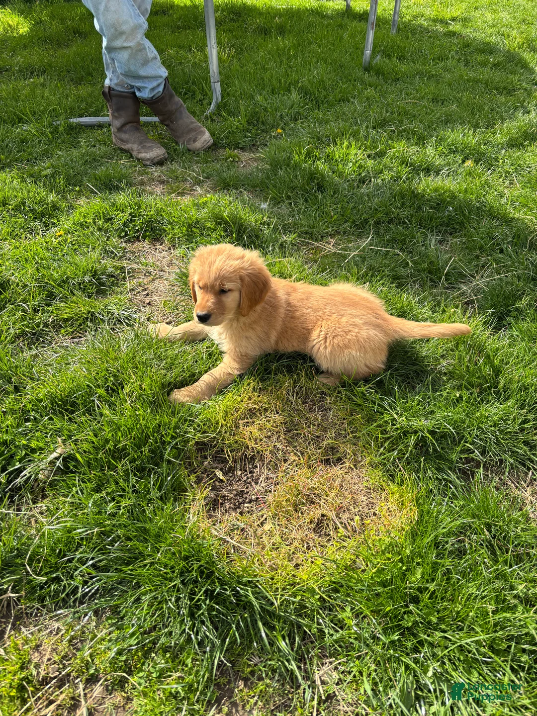 Golden Retriever dogs for sale: Lola  - Ad 2