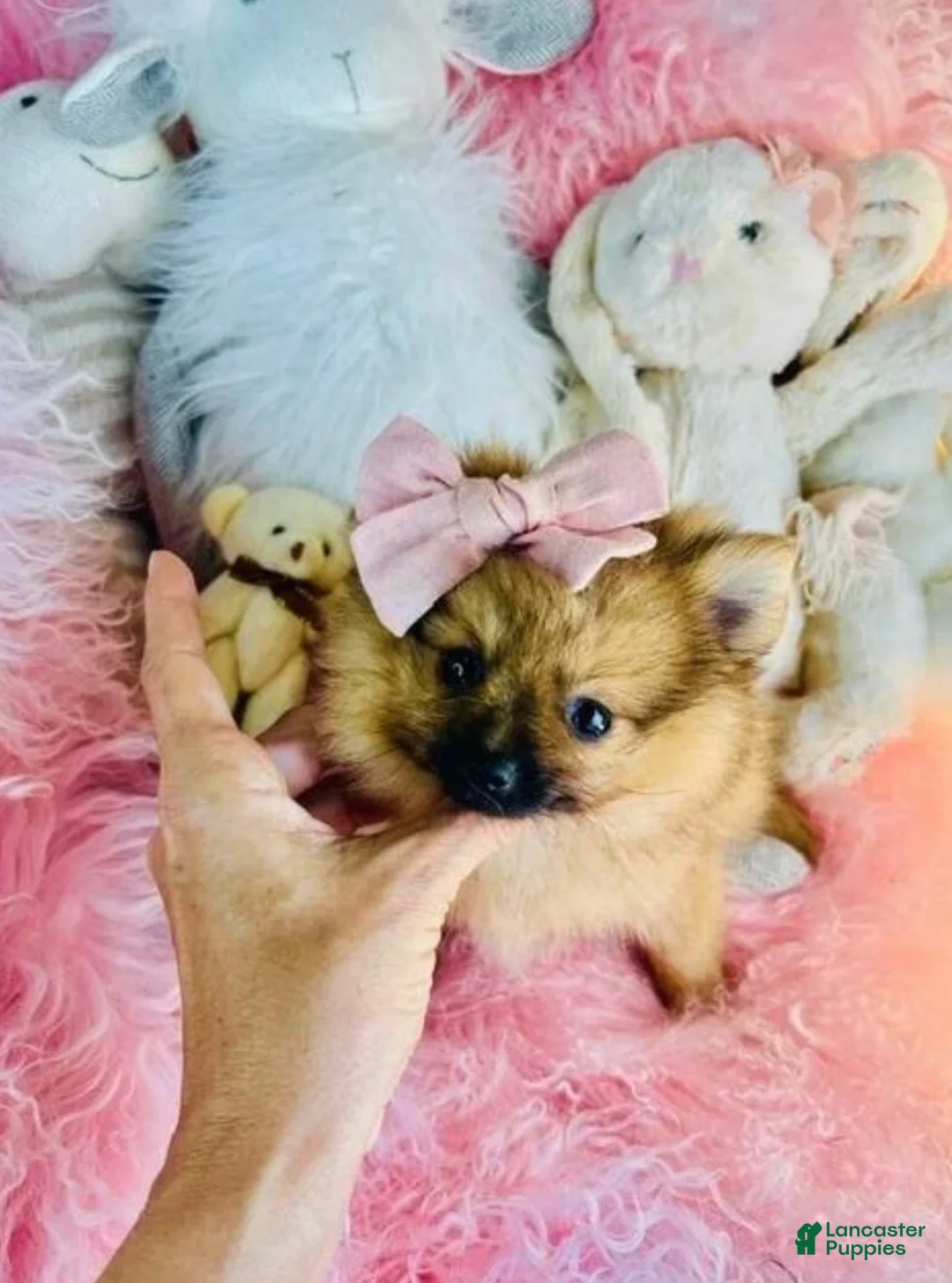 Pomeranian dogs for sale: Teacup Pomeranian 1 - Ad 3