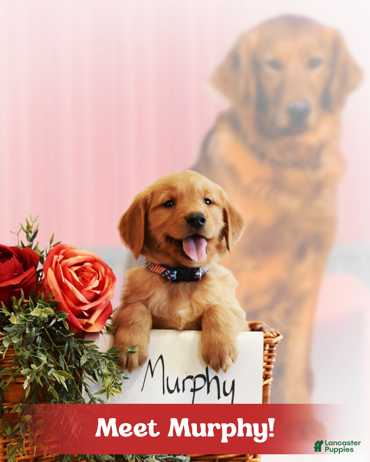 Golden Retriever dogs Murphy  - Ad 6