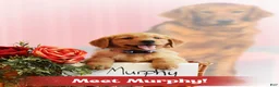 Golden Retriever dogs for sale: Murphy  - Ad 1