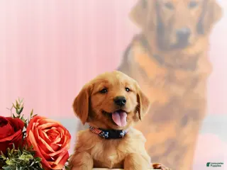 Golden Retriever dogs Murphy - Ad 6