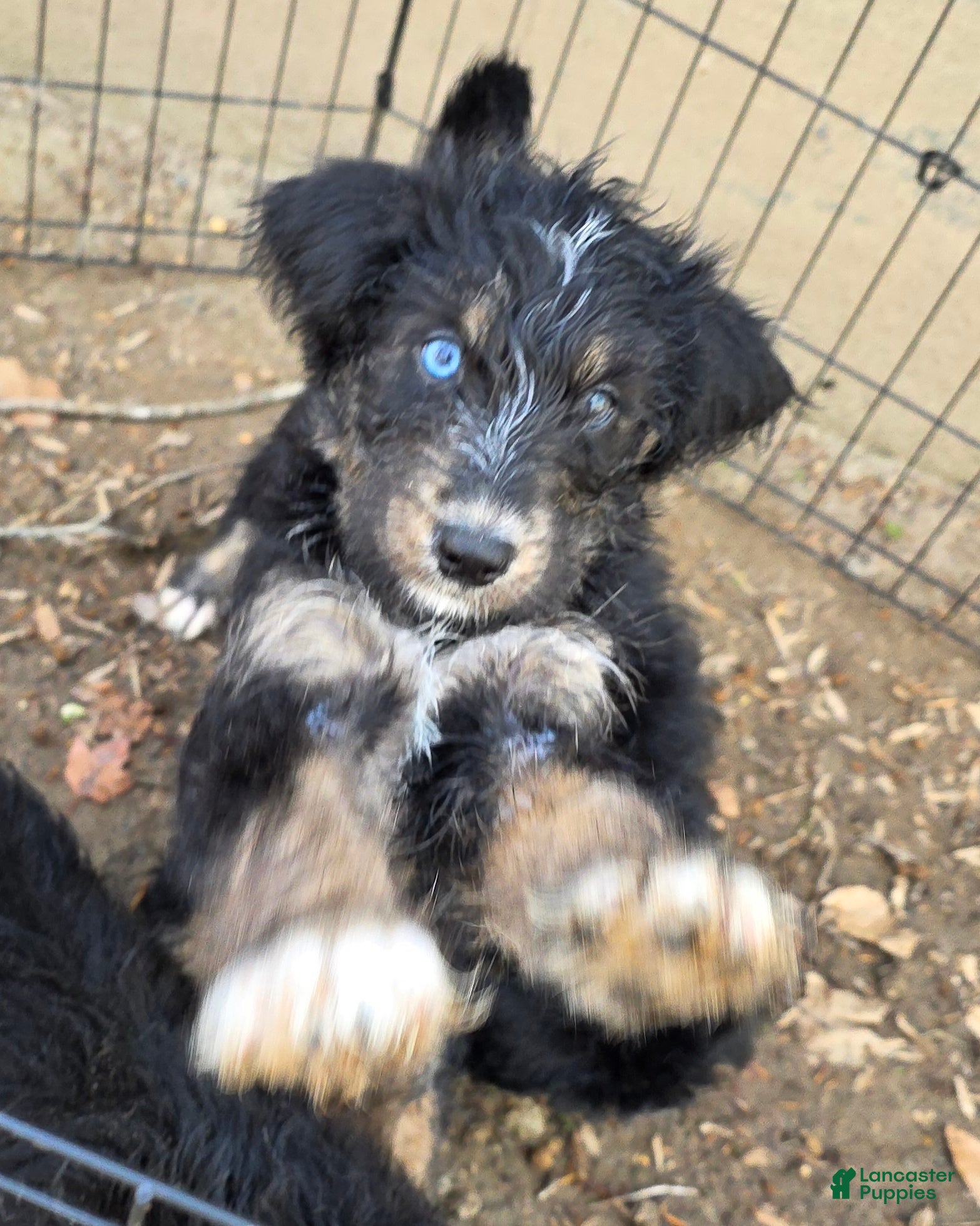 Huskipoo dogs Raja - Ad 1