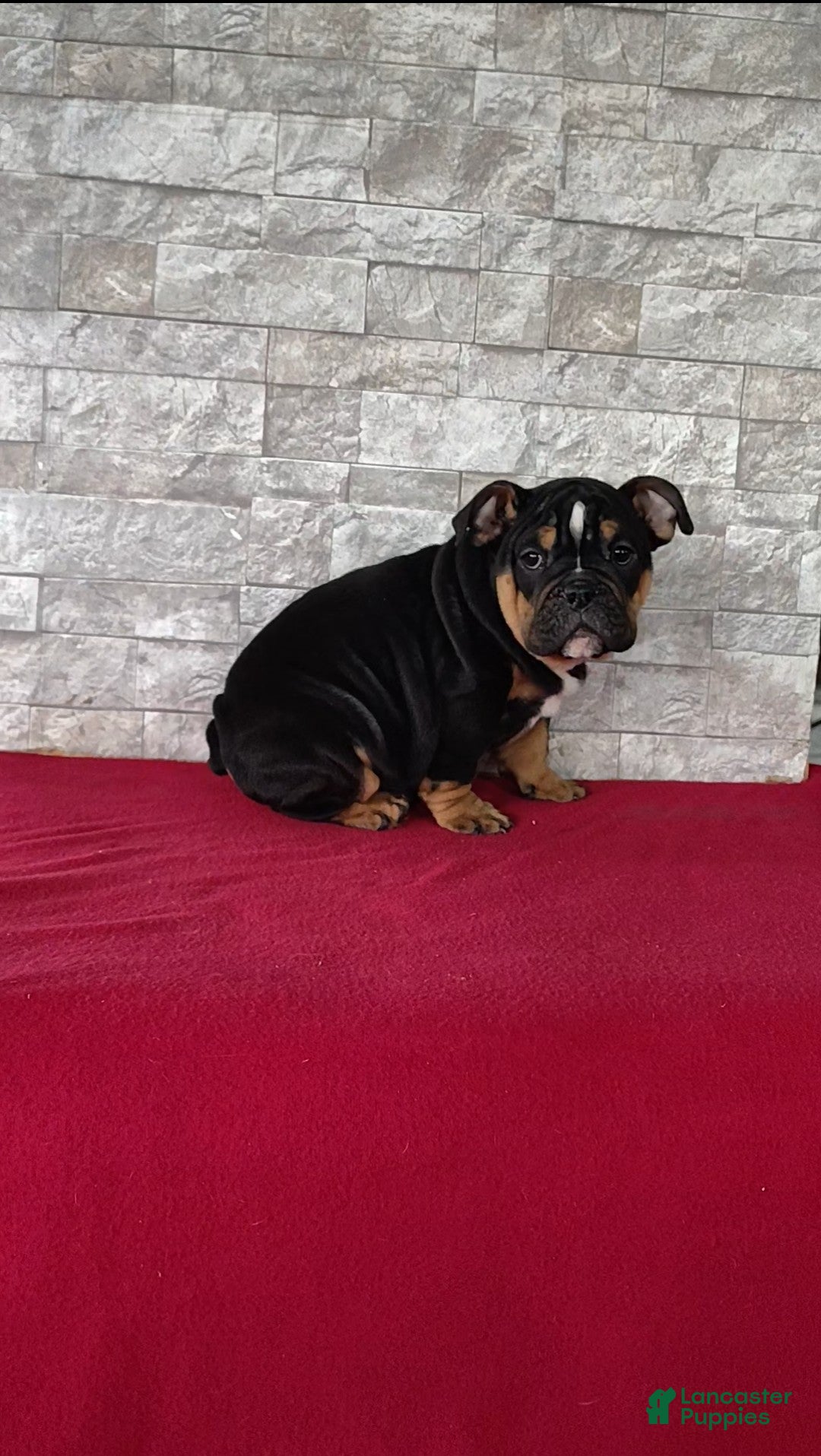 English Bulldog dogs for sale: English Bulldog Puppy 1 - Ad 3