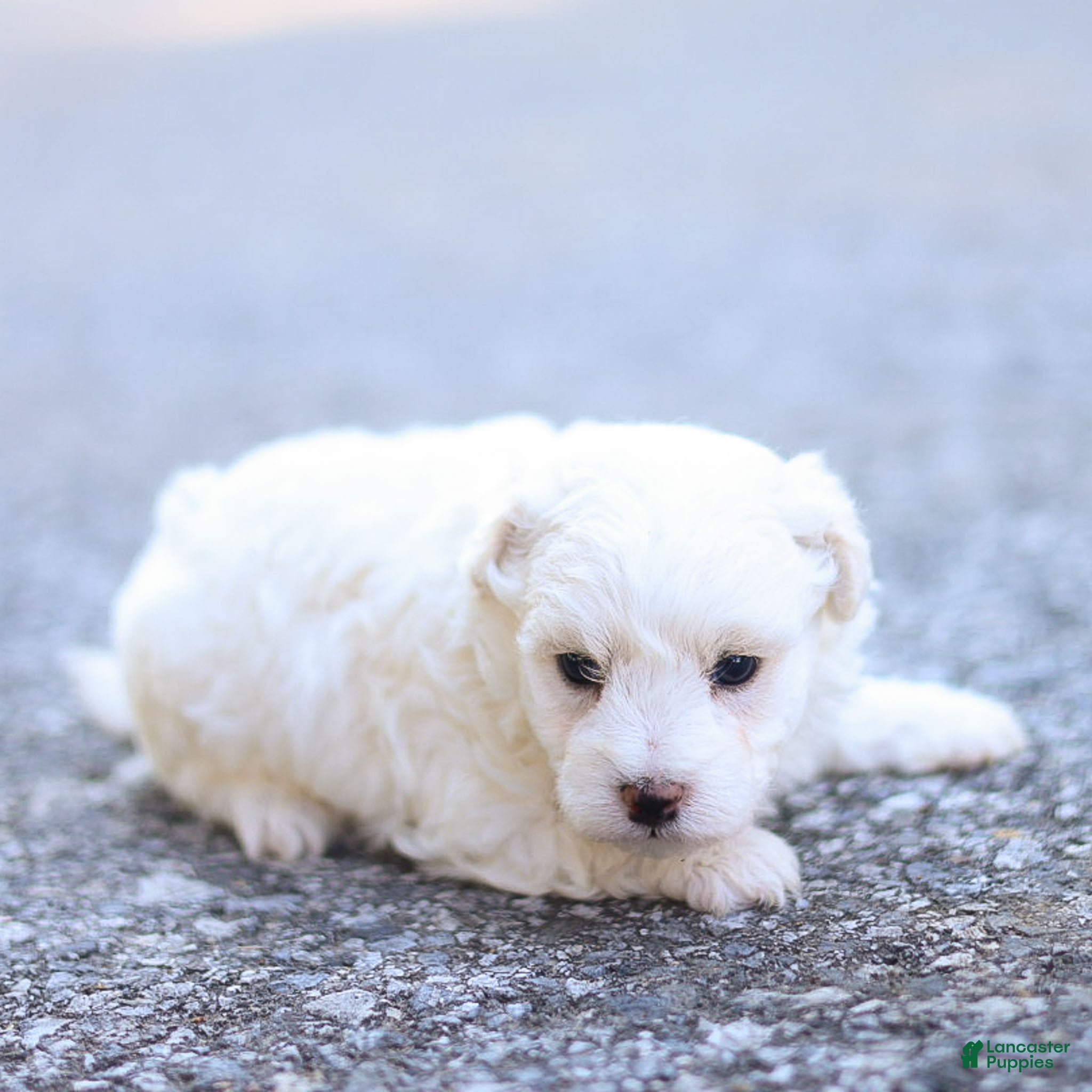 Maltipoo dogs Jesse Maltipoo  - Ad 2