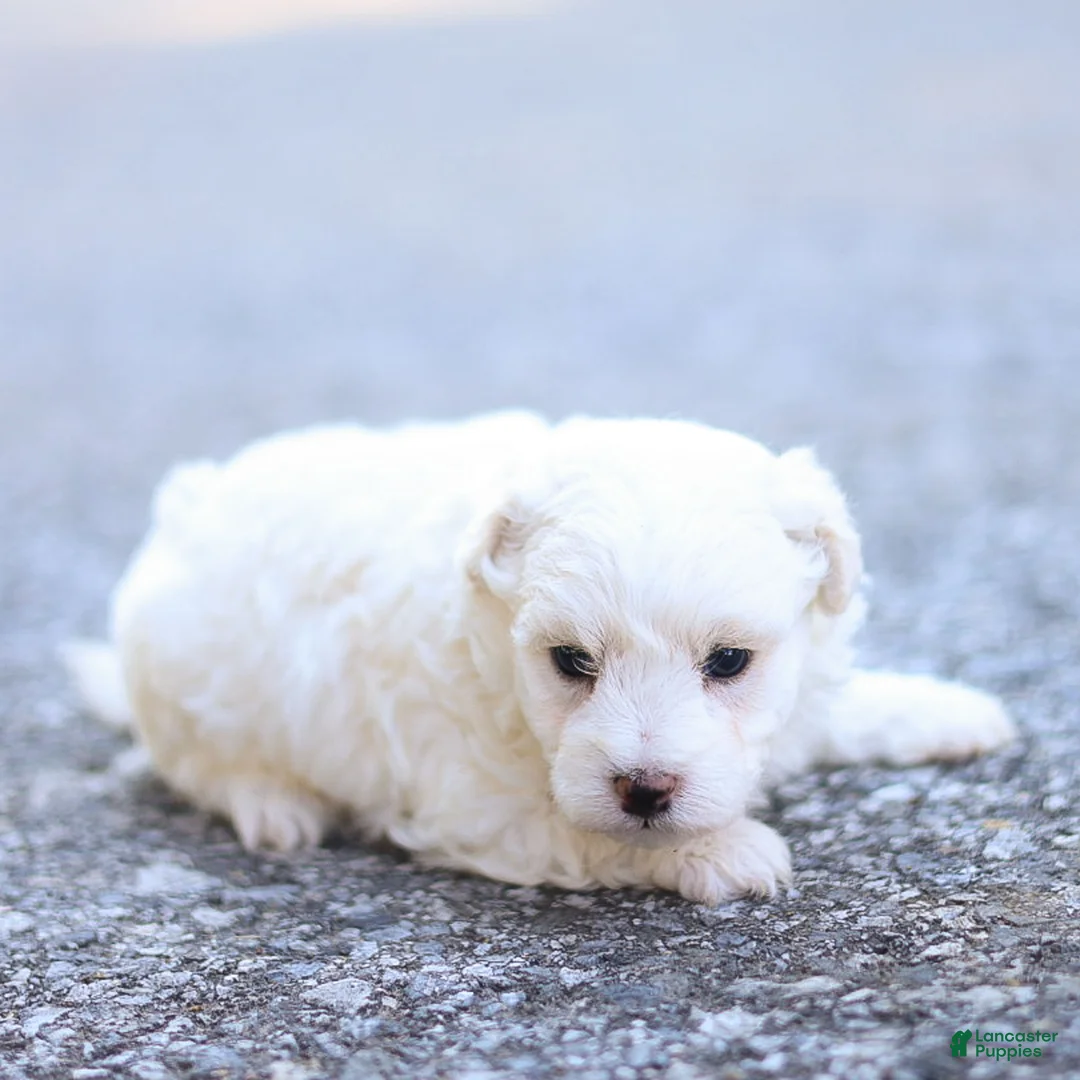 Maltipoo dogs for sale: Jesse Maltipoo  - Ad 2