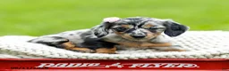 Miniature Dachshund dogs for sale: Beverly - Ad 4