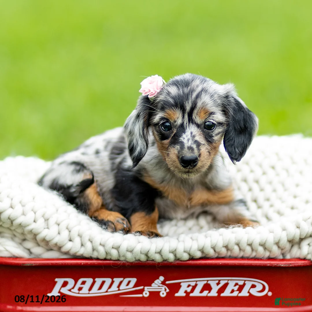Miniature Dachshund dogs for sale: Beverly - Ad 4