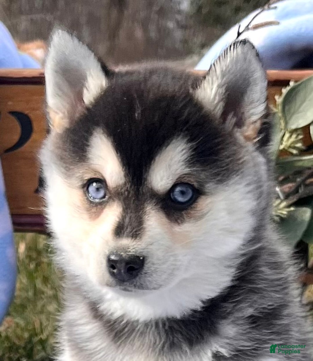Alaskan Klee Kai dogs for sale: Luna Blue Eyed Girl ❤️🐾ICA ❤️Call 610-273-9348 - Ad 2