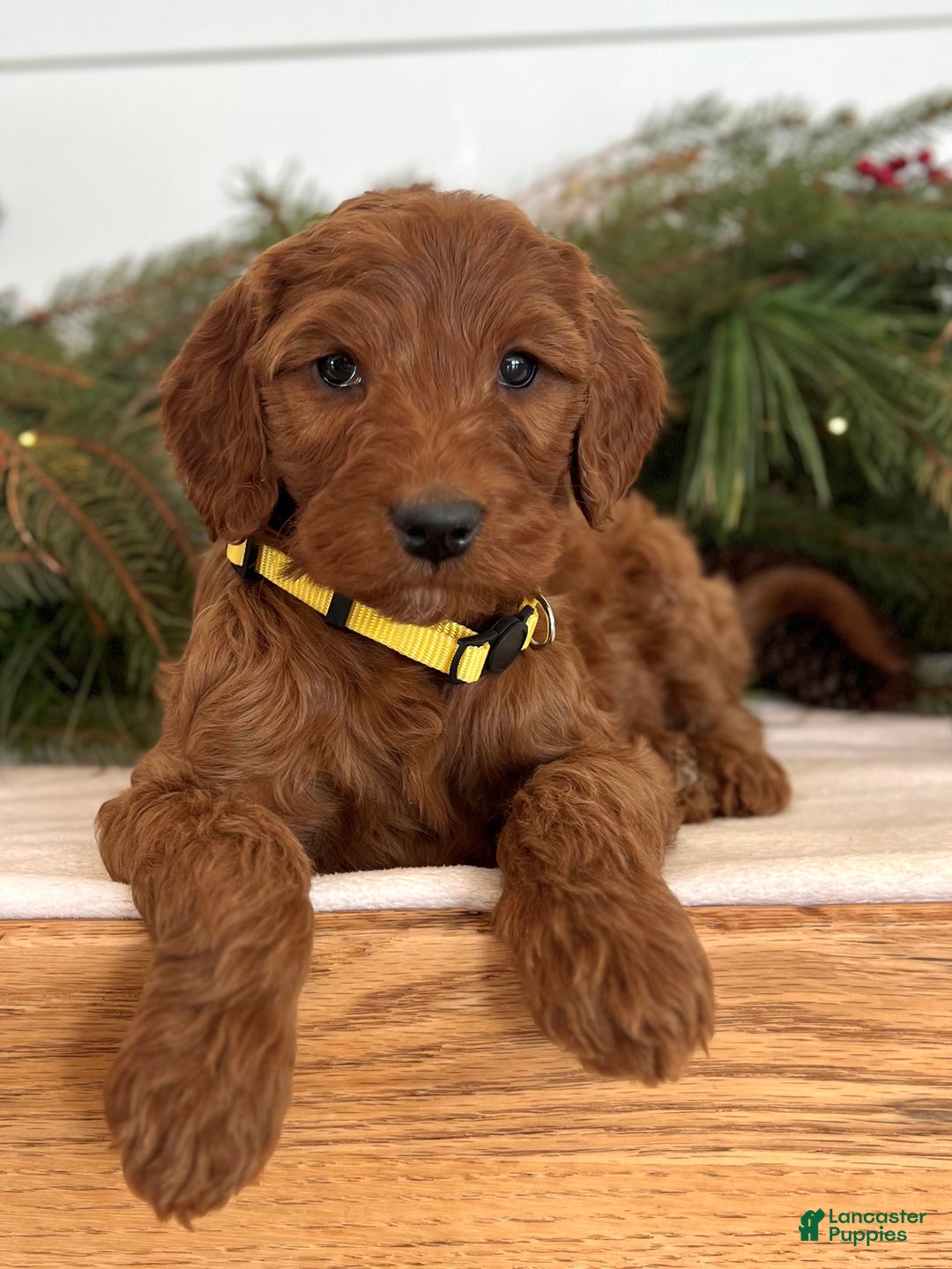Irish Doodle dogs for sale: Ginger - Ad 6