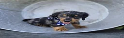 Miniature Dachshund dogs for sale: Bingo - Ad 3