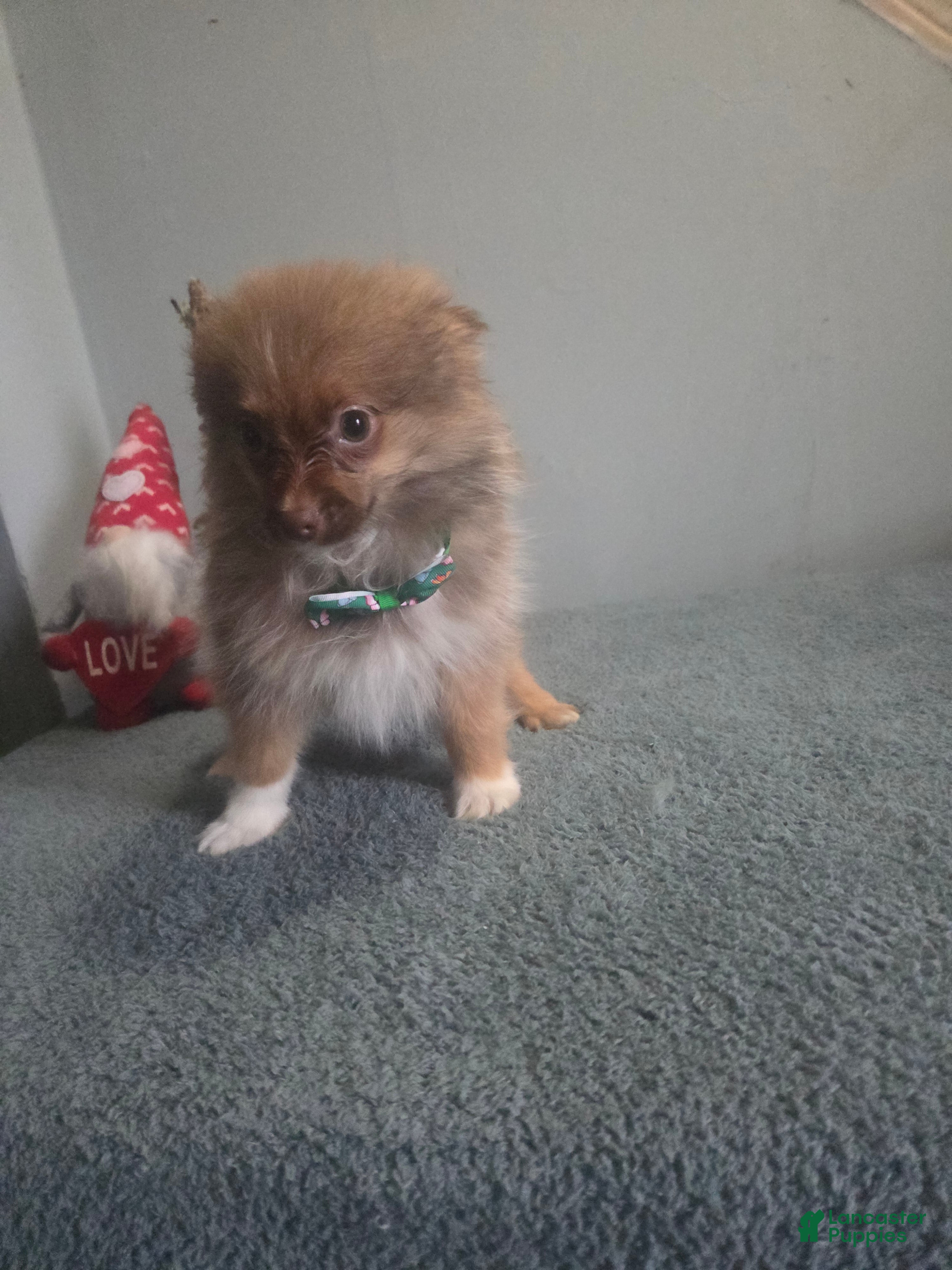 Pomeranian dogs Baxter - Ad 41