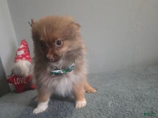 Pomeranian dogs Baxter - Ad 36
