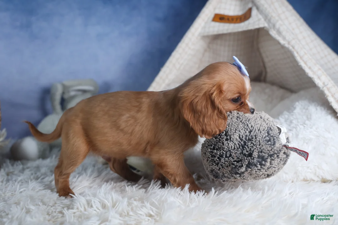 Cavalier King Charles Spaniel dogs for sale: Porter - Ad 3