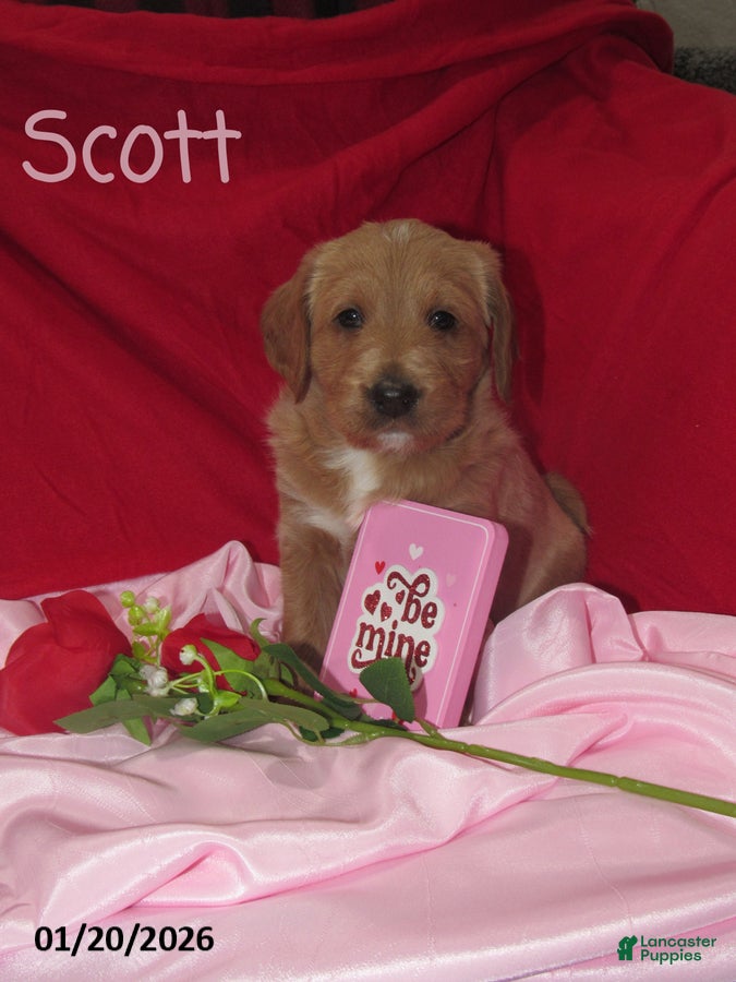 Labradoodle dogs Scott - Ad 1