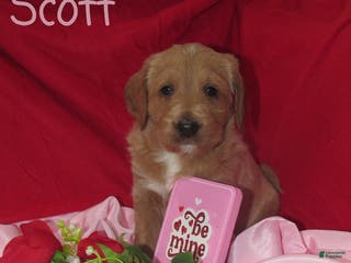 Labradoodle dogs Scott - Ad 9