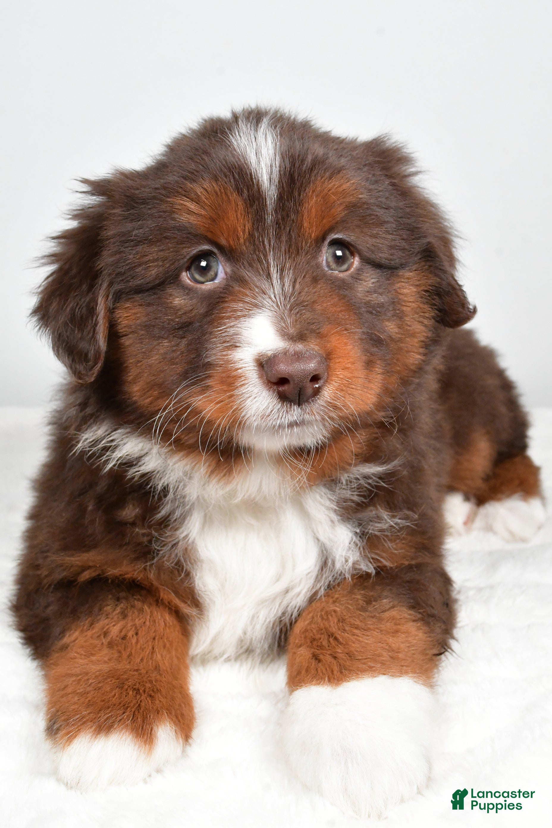 Miniature Australian Shepherd dogs Rover - Ad 8