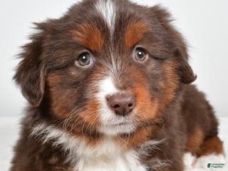 Miniature Australian Shepherd dogs Rover - Ad 42