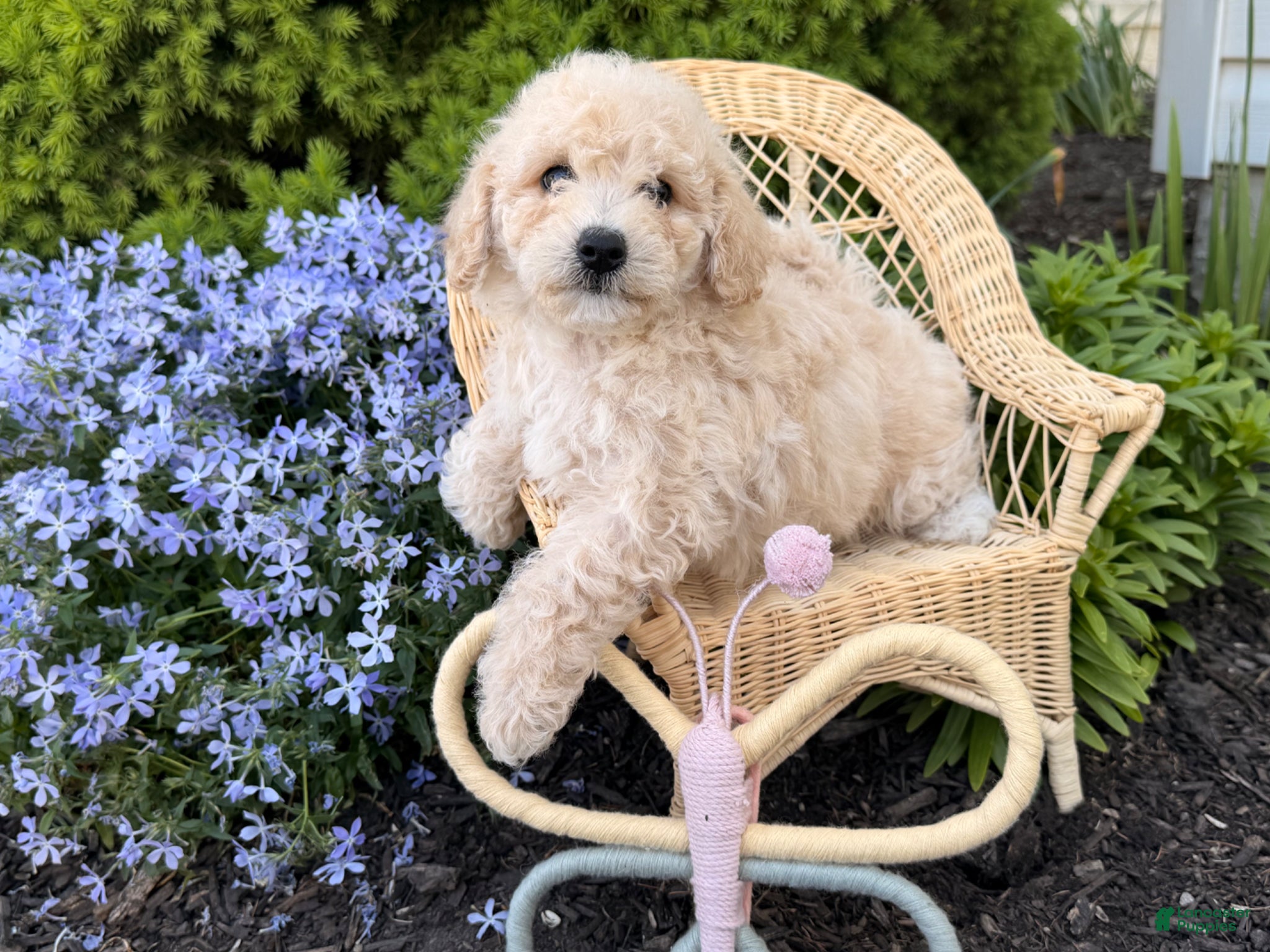 Bichpoo dogs Malibu  - Ad 2