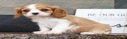 Cavalier King Charles Spaniel dogs for sale: Patrick - Ad 3