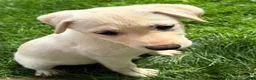 Mixed Breed dogs for sale: Mixed Breed 4 - Ad 9