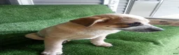 Australian Cattle Dog dogs for sale: Randy - Ad 3