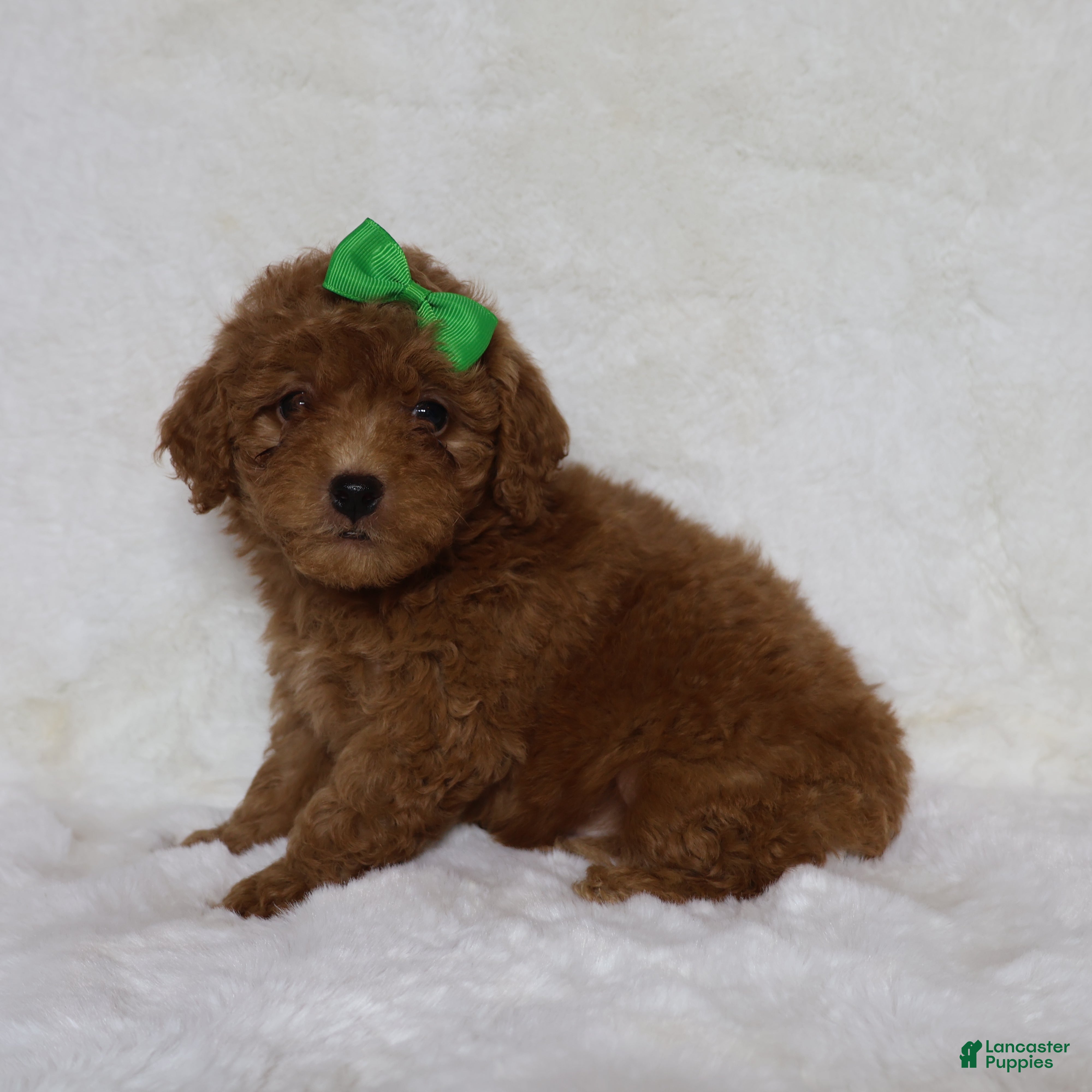 Mini Goldendoodle dogs Teddy - Ad 2