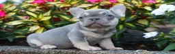 French Bulldog dogs for sale: Roxie🌸 - Ad 11