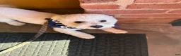Bichpoo dogs for sale: Bichpoo 2 - Ad 3