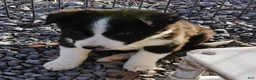 Border Collie dogs for sale: Wanda,  Puppy 1 - Ad 2