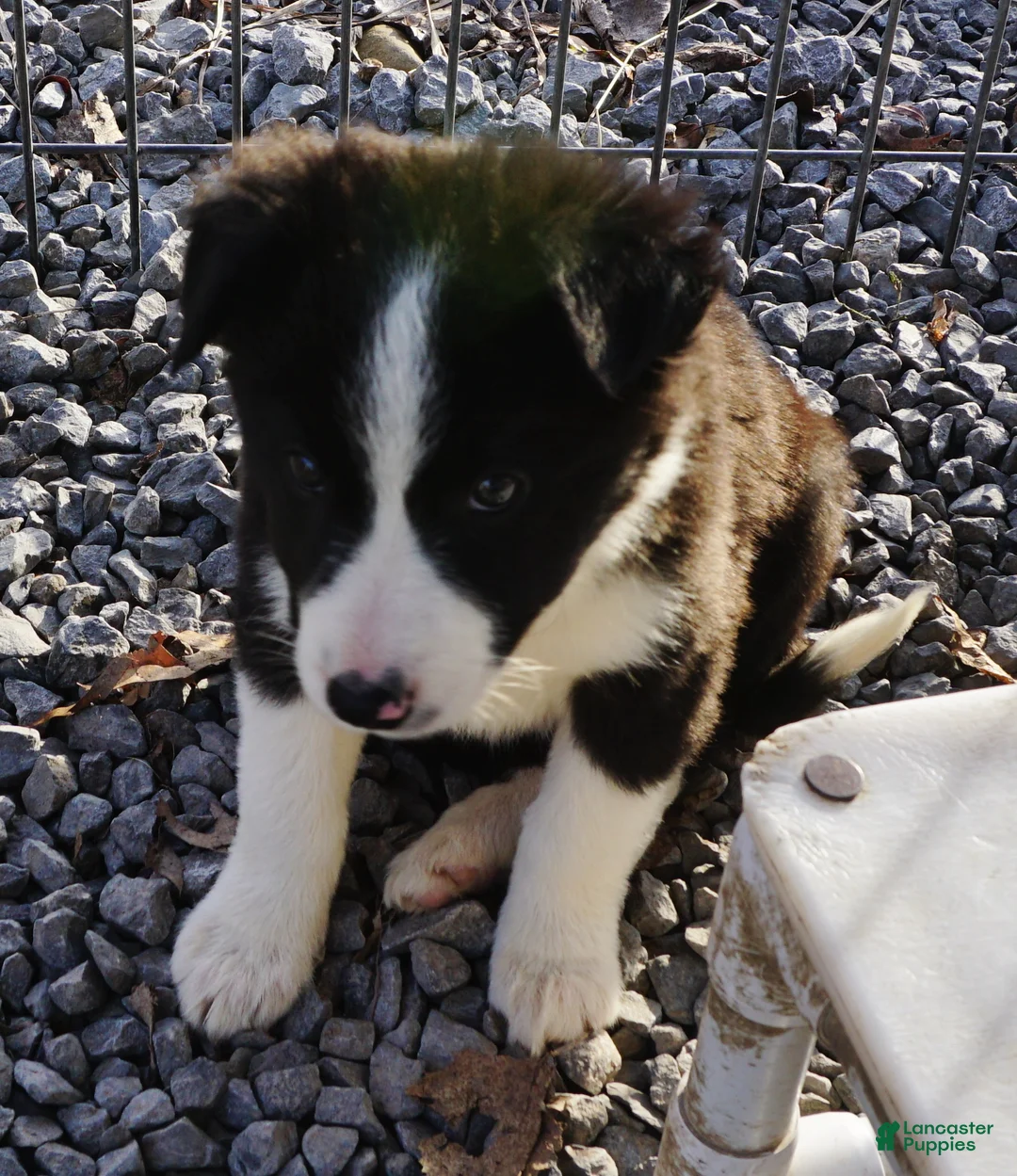Border Collie dogs for sale: Wanda,  Puppy 1 - Ad 2