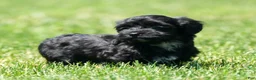 Havapoo dogs for sale: Talia - Ad 6