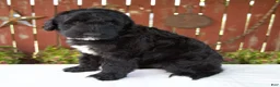 Giant Schnoodle dogs for sale: Melody - Ad 5