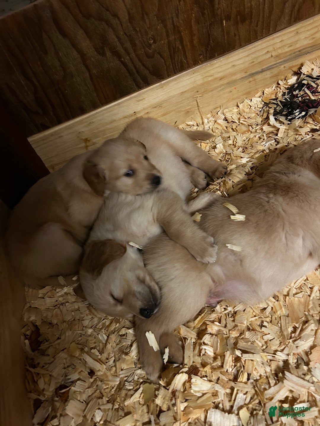 Golden Retriever dogs for sale: Yellow - Ad 3